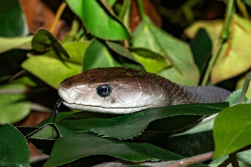 21 Black Mamba Facts That Will Surprise You! – Regarding Reptiles