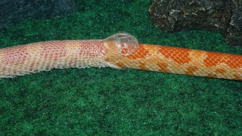 Everything You Need To Know About Snake Shedding – Regarding Reptiles